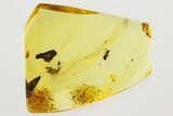 Detailed Fossil Ant (Formicidae) In Baltic Amber #335764-1